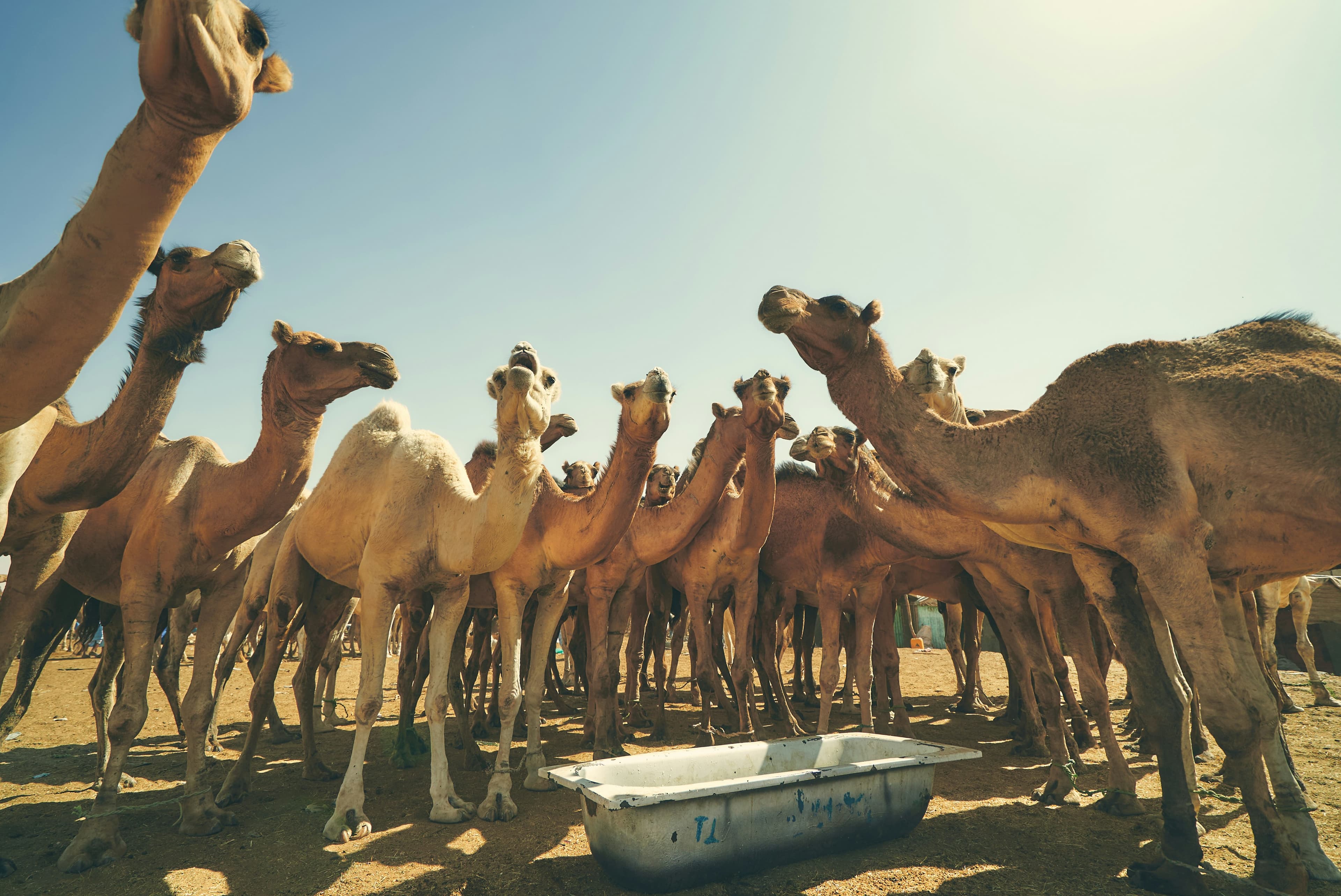 Camel market in Nouakchott, Mauritania