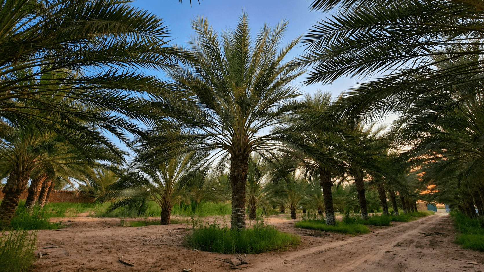 Date palm grove in Biskra