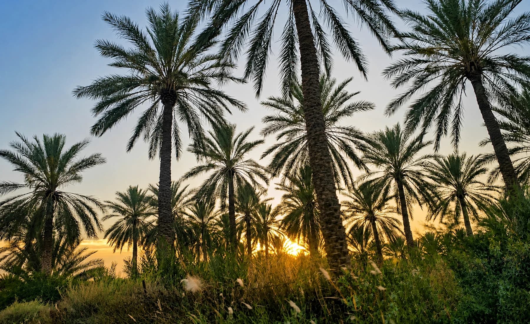Date palm grove in Biskra at sunset