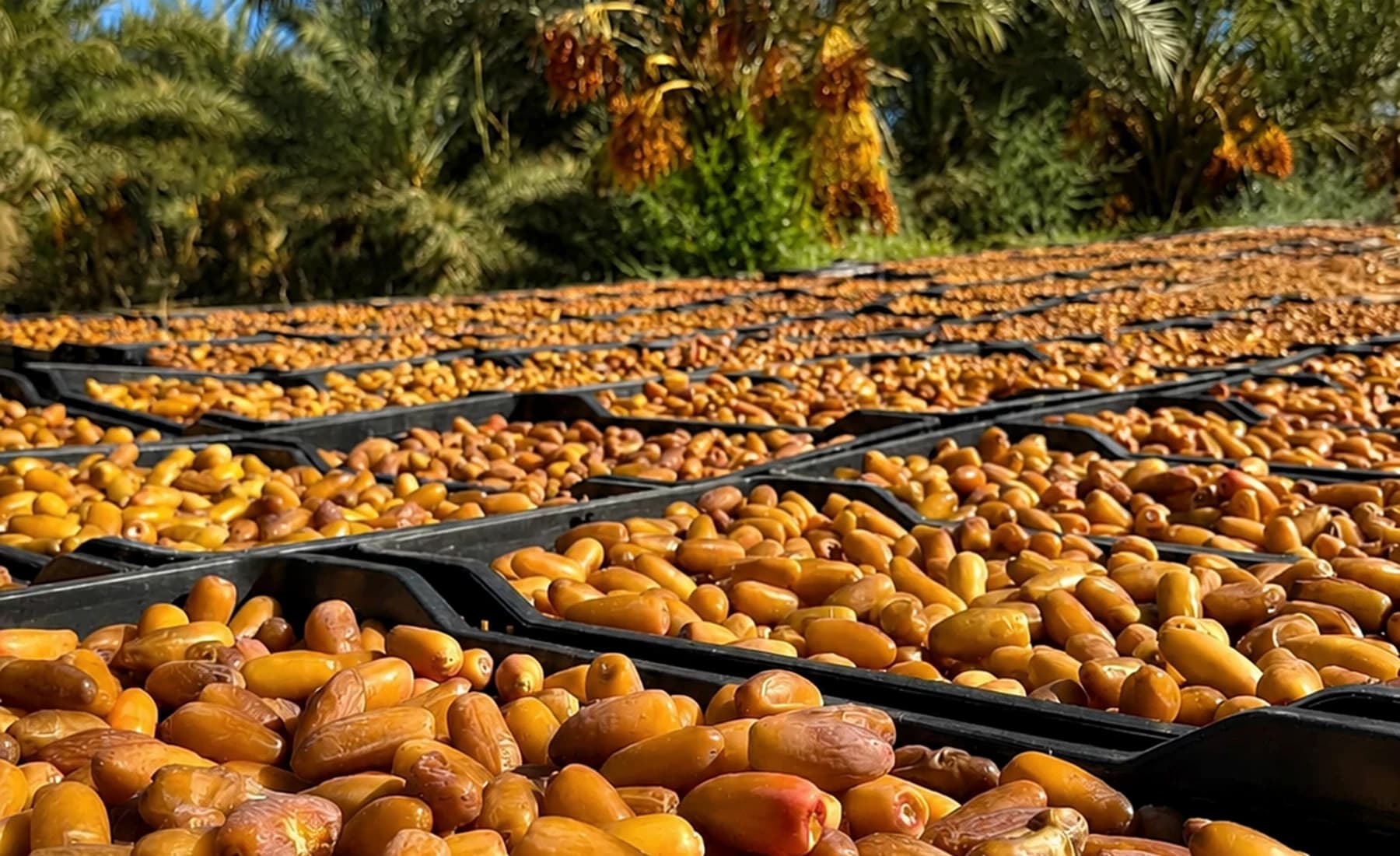 Date harvest and stock preparation